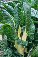 Beta vulgaris - Swiss Chard