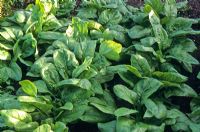 Spinacia oleracea 'Triathlon' - Spinach