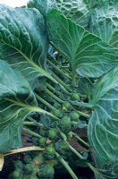 Brassica oleracea gemmifera 'Oliver' - Brussel Sprout