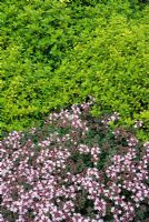 Thyme varieties including Thymus serphyllum 'Pink Chintz' and Thymus 'Golden'