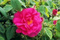 Rosa gallica var. officinalis