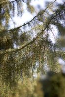 Picea Breweriana - Brewer's Weeping Spruce