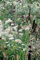 Angelica gigas with Pennisetum setaceum rubrum in demonstration garden 'Du noir de l'eau au blanc du ciel' by Anouk Vogel et Katharina Blanc, Netherlands at Chaumont sur Loire 2009