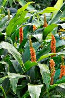 Hedychium 'Assam Orange'  - Ginger Lily