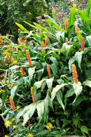 Hedychium 'Assam Orange'