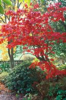 Acer palmatum 'Osakazuki' in November with bright red autumn foliage