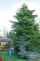 Man pruning Cedrus deodara Nana Aurea, Indian Cedar, Himalayan Cedar in February 