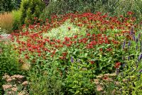 Group of Monarda 'Jacob Cline' flowering on shorter stems in August after being cut back using the 'Chelsea Chop' technique in early June to expose Cornus alba 'Ivory Halo' in the centre.