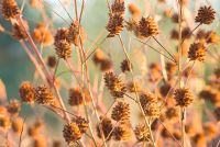 Glycyrrhiza yunnanensis seedheads in Winter sun -  Liquorice in December, Winter 