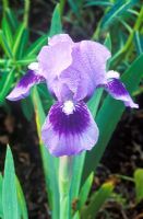 Iris 'Tinkerbell' -  Dwarf Bearded Iris in April