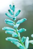 Close up portrait of turquoise flower, Lachenalia viridiflora - Cape Cowslip, in early Spring  