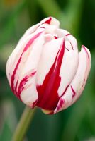 Tulipa 'Carnival de Nice', Double Late Group Tulip,  May.