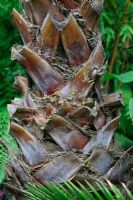 Decorative trunk of Washingtonia filifera