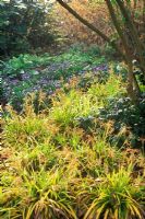 Luzula sylvatica 'Aurea' - Great Wood Rush and Pulmonaria -  Jersusalem Cowslip. Perennials, April. 