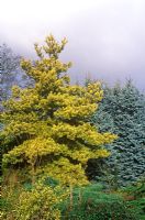Pinus sylvestris aurea -  Scots Pine and Picea pungens 'Erich Frahm' - Colorado Spruce. February.