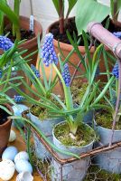 Muscari 'Blue Magic' potted up in wirework trug for Easter display
