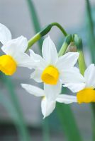 Narcissus 'Canaliculatus'