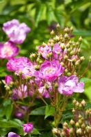 Rosa 'veilchenblau', Summer garden at Abbots Ripton, Cambridgeshire,UK,2008