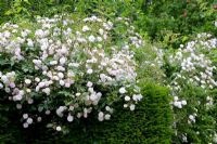 Rosa 'Paul's Himalayan Musk' growing over hedge