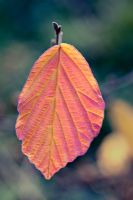 Hamamelis x intermedia 'Arnold Promise' - Autumn foliage