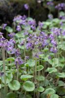 Soldanella villosa 'Snowbell'. Broughton Grange. April.