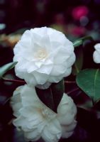 Camellia x williamsii 'E.T.R. Carlyon' - Tregrehan, Cornwall. April