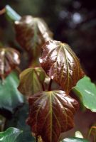 Exbucklandia populnea - Tregrehan, Cornwall. April