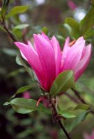 Magnolia liliiflora - Tregrehan, Cornwall. April