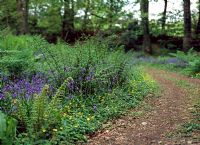 Path in woodland at Tregrehan, Cornwall in April