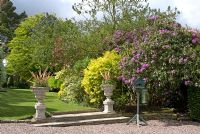 Gravel drive and stone steps with classical stone urns and Cordyline, leading to lawn edged by border with Rhododendron, Ceanothus arboreus 'Trewithen Blue', Philadelphus coronarius 'Aureus' and Fagus sylvatica 'Asplenifolia' at 'The Mount', Cheshire