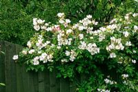 Marijke's garden. Vigorous rambling Rosa 'Wedding Day' gives above fenceline screening