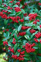Cotoneaster x watereri 'John Waterer' berries in autumn