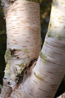 Betula utilis var. occidentalis 'Kyelang' trunk and bark detail. Location - Sir Harold Hillier Garden, Hampshire
