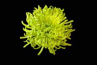 Chrysanthemum 'Shamrock'