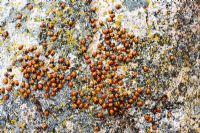 Ladybird swarms 