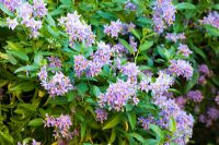 Solanum crispum 'Glasnevin'