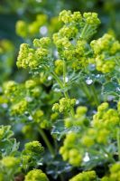 Alchemilla mollis with rain drops