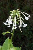 Nicotiana sylvestris, set against a high, dark hedge to illustrate the flower's form