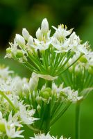 Allium tuberosum, Garlic Chive flowers