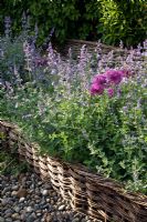 Nepeta and Allium in raised flowerbed - brampton Willows