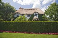 Beautiful house with thatched roof with Yew hedging underplanted with Begonia Sempervirens in Warwickshire