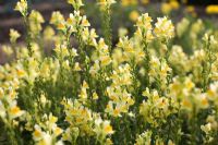 Linaria vulgaris  Common Toadflax