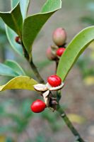 Michelia yunnanensis syn Magnolia laevifolia opening seed pods