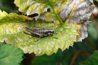 Dark bush cricket - Pholidoptera griseoaptera, female at rest on leaf