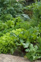 Child's organic vegetable garden with Beta vulgaris -  Beetroot, Lettuce 'Salad Bowl', Eruca sativa - Salad Rocket,  Petroselinum hortense filicinum - Flat leaf Parsley and  Spinach 'Matador', Cynara cardunculus - Cardoon in the background at Gowan Cottage, Suffolk