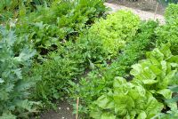 Child's organic vegetable garden with Beta vulgaris -  Beetroot, Lettuce 'Salad Bowl', Eruca sativa - Salad Rocket,  Petroselinum hortense filicinum - Flat leaf Parsley and  Spinach 'Matador' at Gowan Cottage, Suffolk