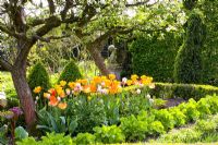 Spring border in Kitchen garden containing blossoming fruit trees underplanted with Tulipa 'Daydream', 'Fringed Solstice', 'Juliette'and 'World Expression'