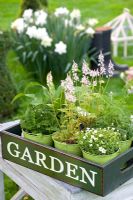 Tiarella 'Sugar and Spice' with other container planting 