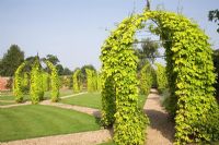 Metal arbours covered in Humulus lupulus 'Aureus' - Belmont Park