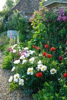 Border beside old wall with peonies, oriental poppies and rambling rose - Madingley Hall, Cambridge